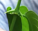 Cat’s claw