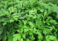 Artemisia