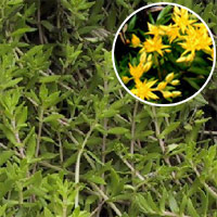 Sedum Sarmentosum Bunge