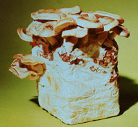LEM Shiitake mycelia