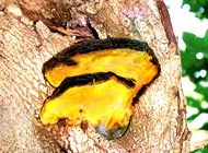 Meshima Pure