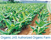 Using Organic Autumn Turmeric from Okinawa