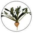 Sugar beets