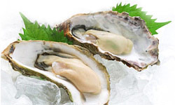 Oyster Extract