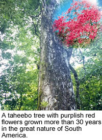 Taheebo
