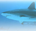 Shark lipid extract