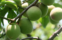 Pure Ume Extract